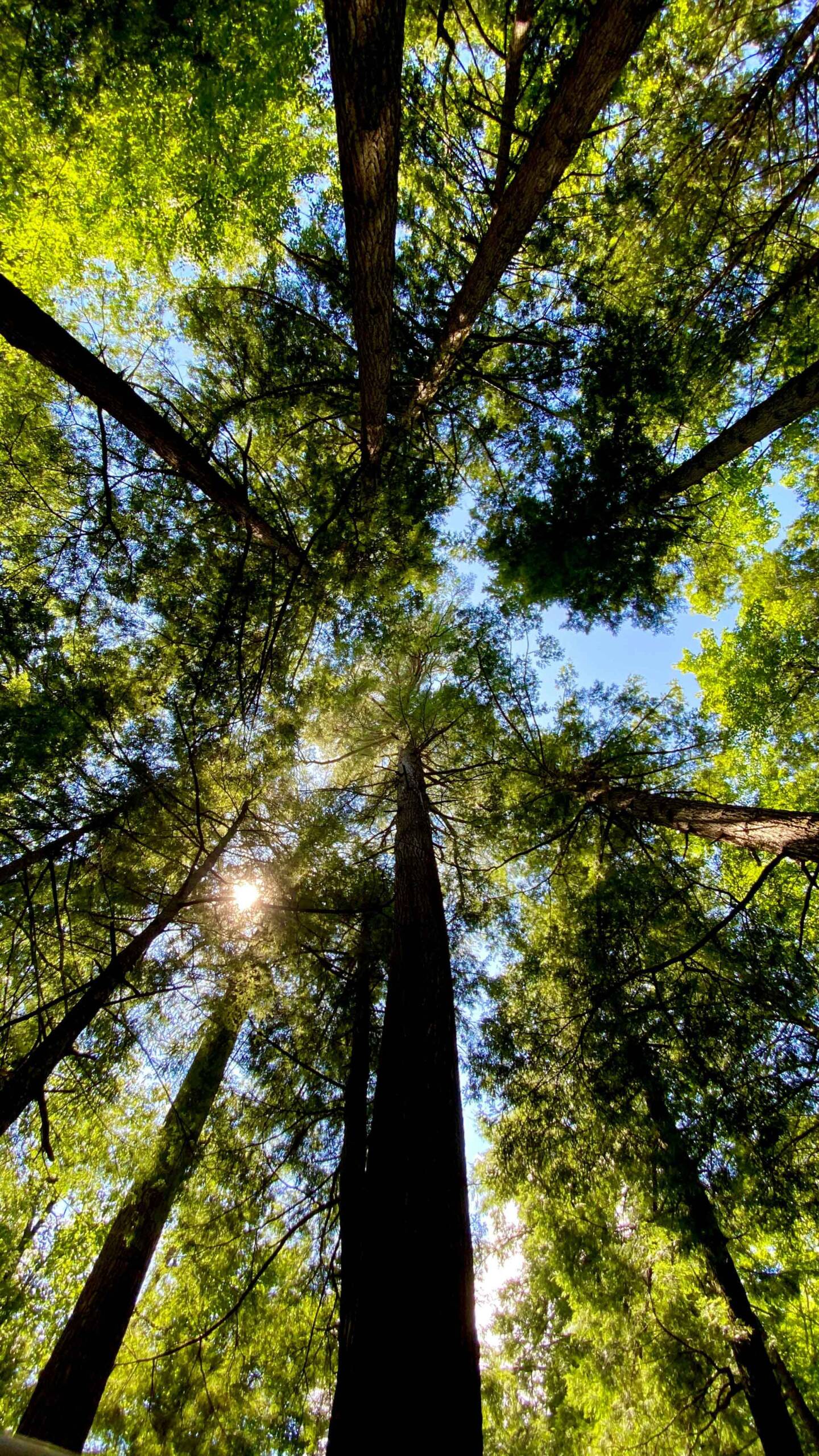 tall trees to signify longevity